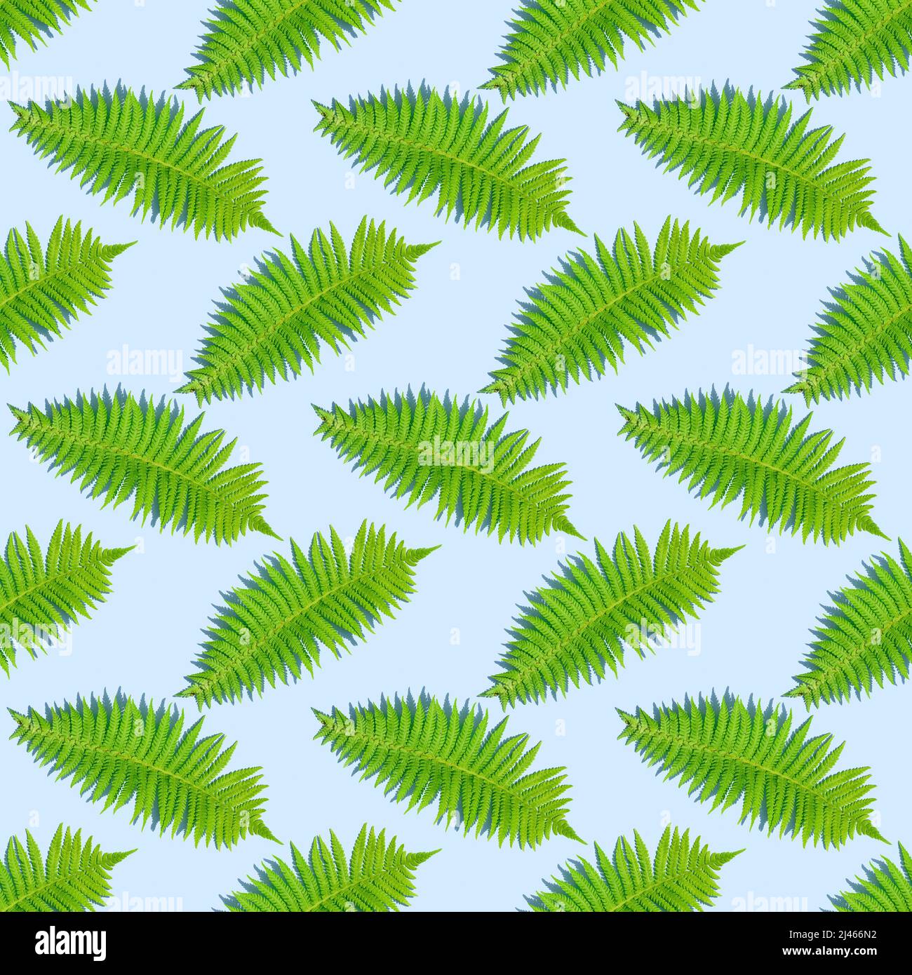 Motif de fougères vert sans couture avec ombres profondes dues à la lumière intense sur fond bleu Banque D'Images