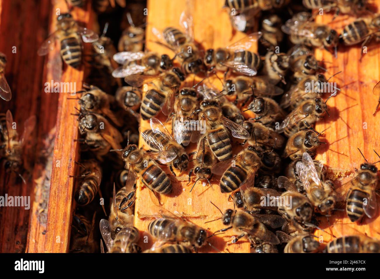 Gros plan extrême de Honey Bee APIs mellifera travailleurs alignés sur le bord d'un cadre de ruche en plastique noir. Banque D'Images