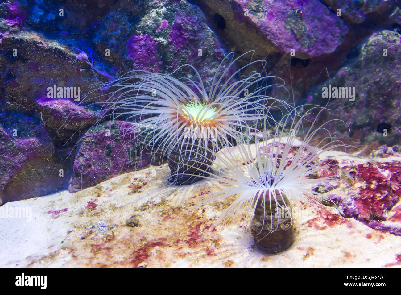 Cerianthus membranaceus, anémone tubulaire ou anémone cylindrique Banque D'Images