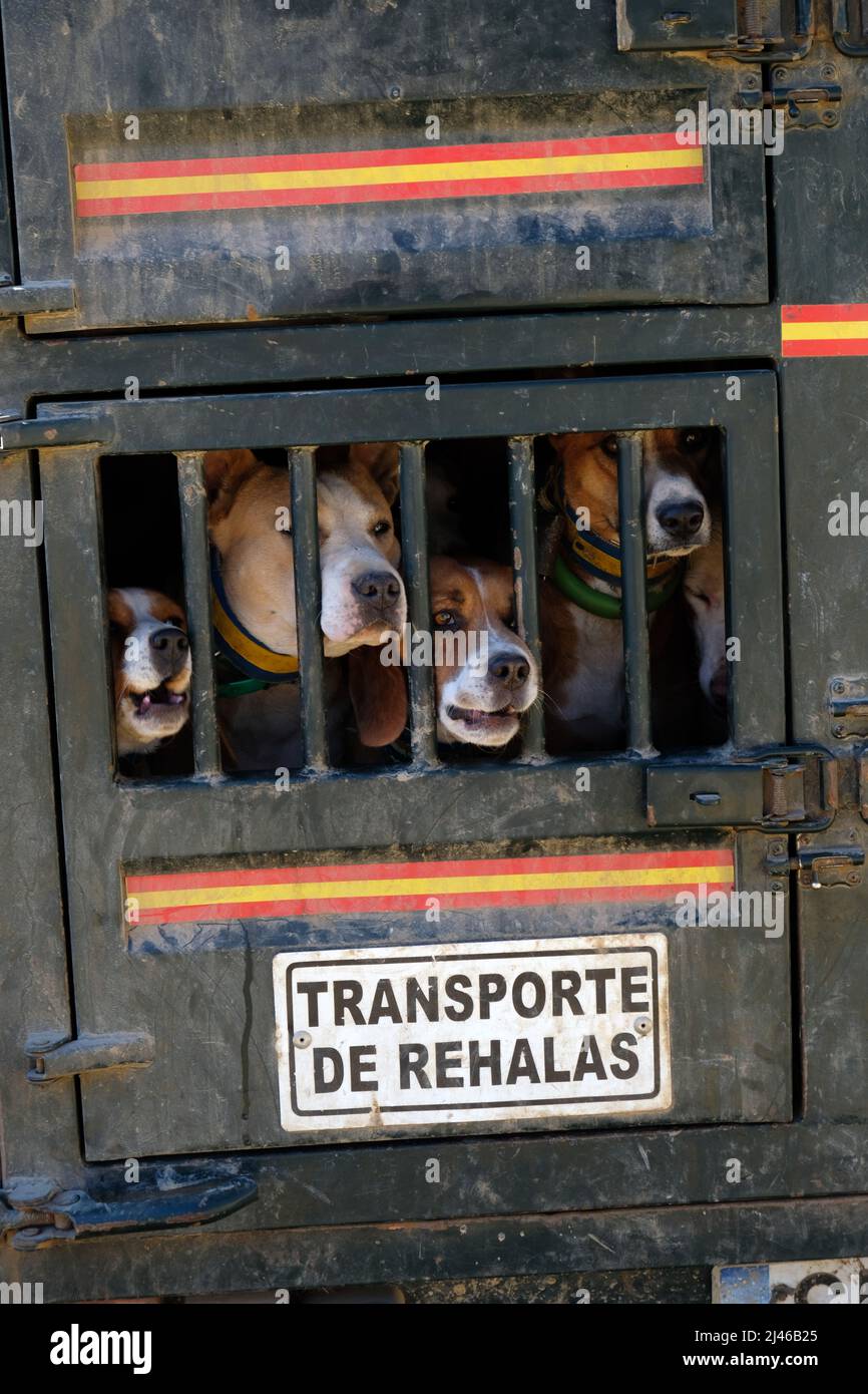 Chiens de chasse enfermés dans des cages de transport de camions lors d'une rencontre de chasse aux sangliers à Guadalcanal, Andalousie, Espagne Banque D'Images