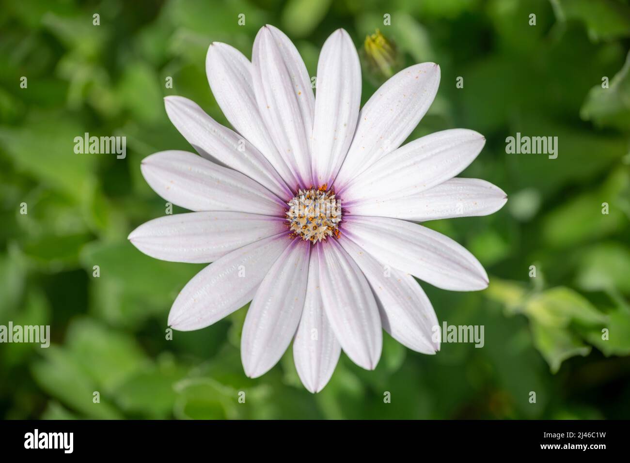 Vue de dessus d'une ostéopémaman blanche (Marguerite africaine) dans un jardin Banque D'Images