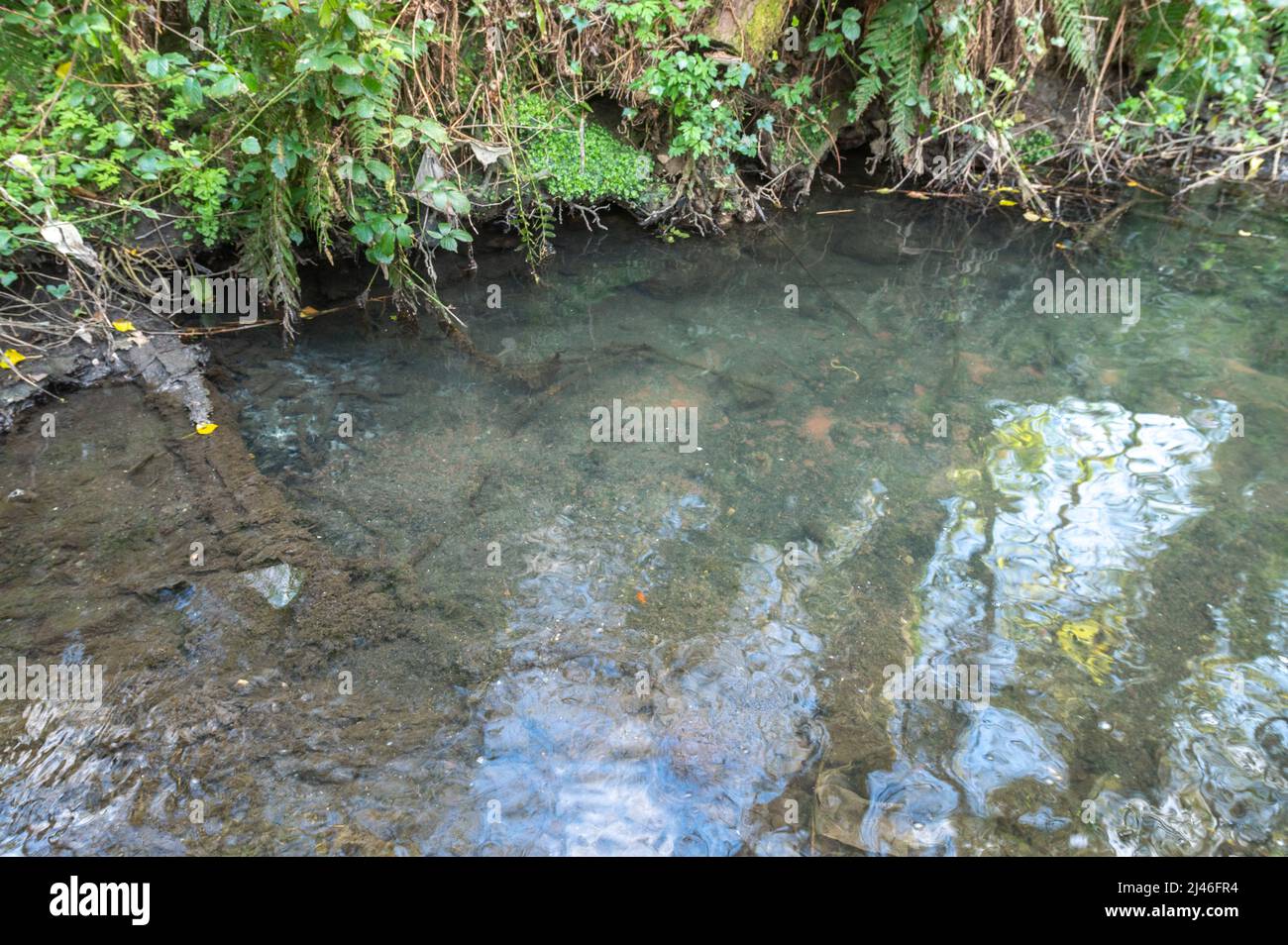 Pollution due à la conduite d'évacuation des eaux usées non traitées dans un affluent de la Gwendraeth Fawr, Trimsaran, Carmarthenshire, pays de Galles, Royaume-Uni. Lit d'eau est Banque D'Images