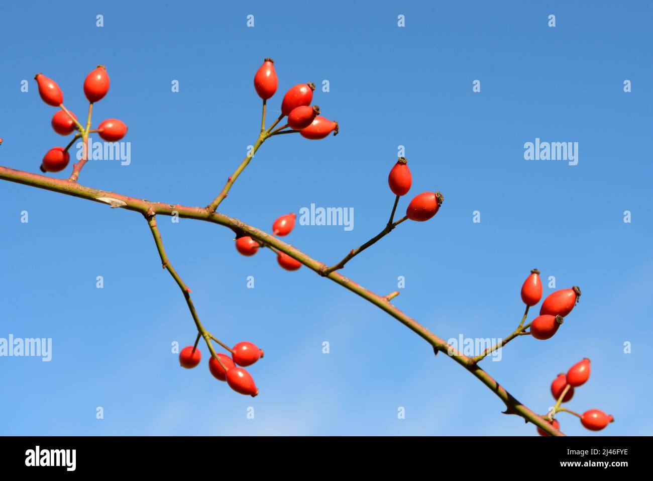 RosehIPS, Rose HIPS ou Rose Hip baies de chien Rose, Rosa canina, alias Rose Haw ou Rose Hep Banque D'Images