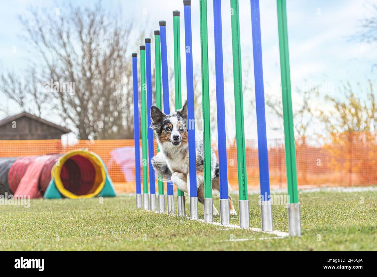 Entraînement d'agilité : portrait d'un petit chien berger australien maîtrisant différents obstacles dans une arène d'entraînement de chien en plein air Banque D'Images