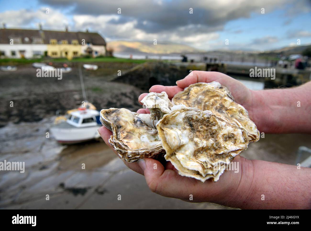 Détail des huîtres au-dessus du port de Porlock Weir, Royaume-Uni. Banque D'Images