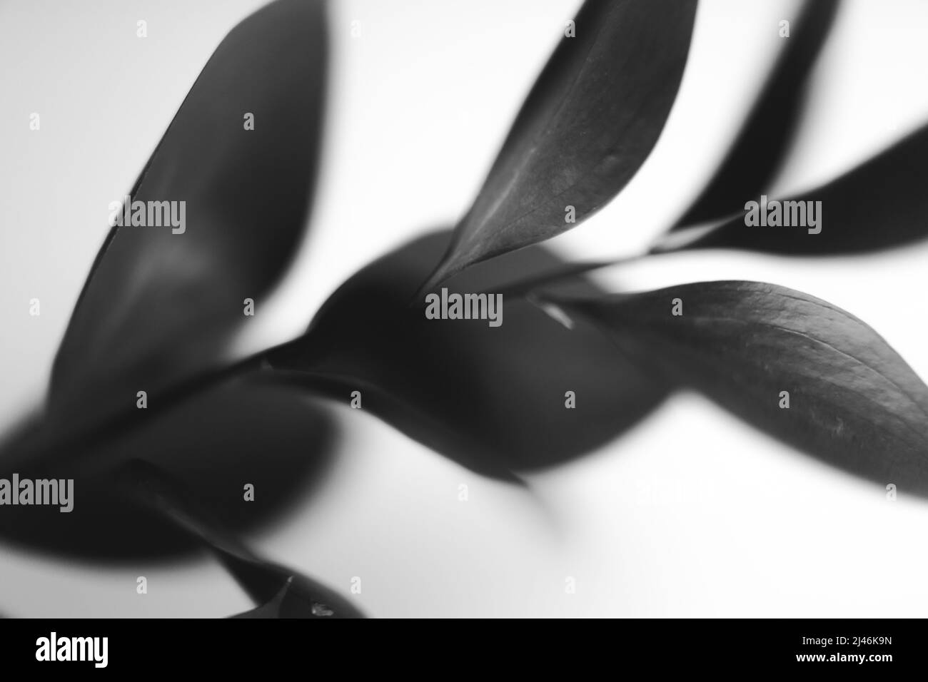 fleurs et plantes noires et blanches, fleurs sur fond noir Banque D'Images