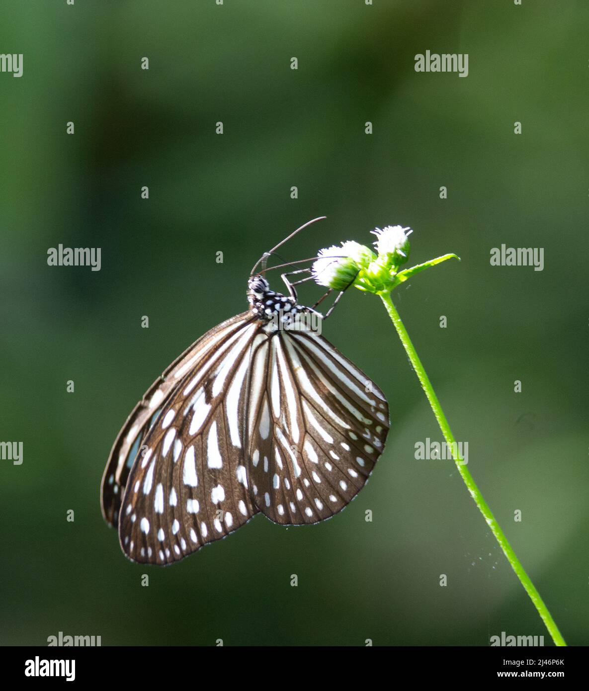 noir et blanc bleu foncé papillon tigre reposant sur un Fleur blanche sur fond vert naturel en Malaisie Banque D'Images