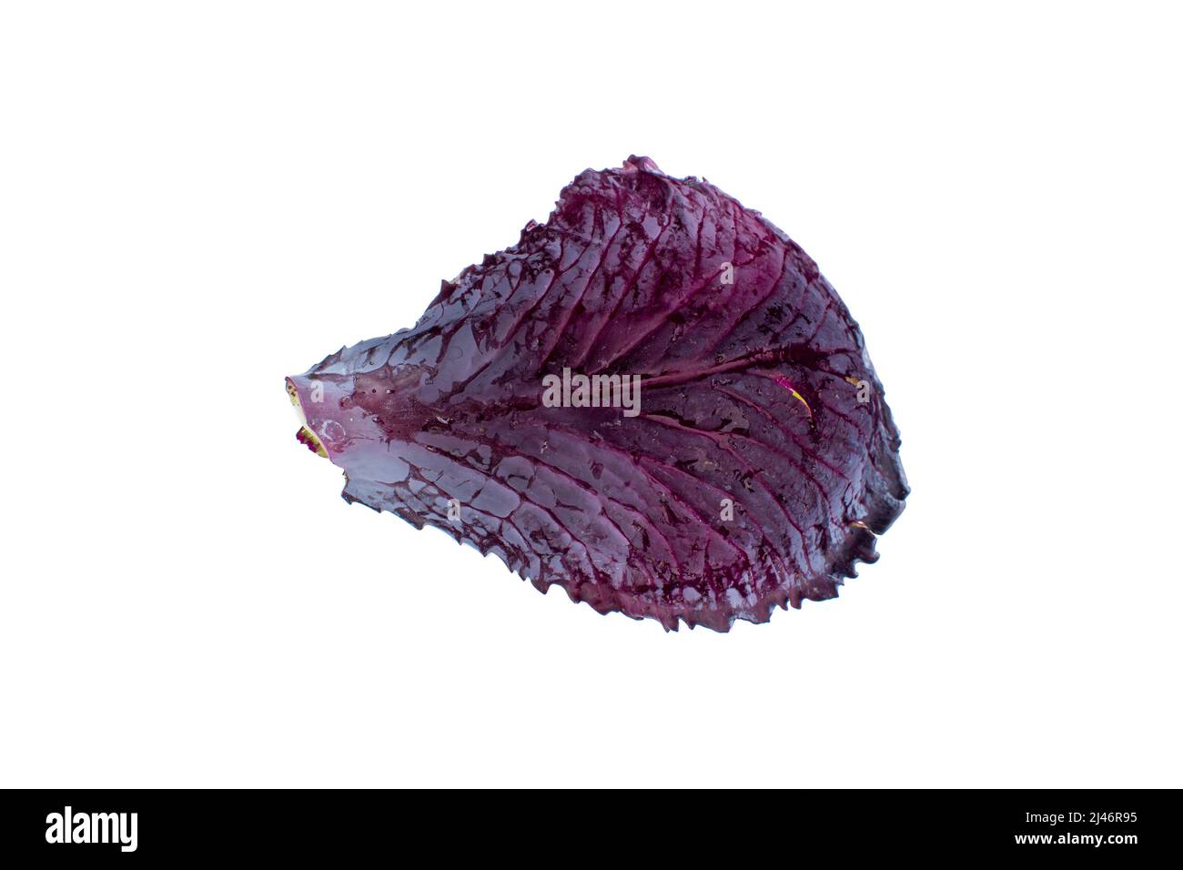 Vue de dessus feuille de chou violet isolée sur fond blanc. Banque D'Images