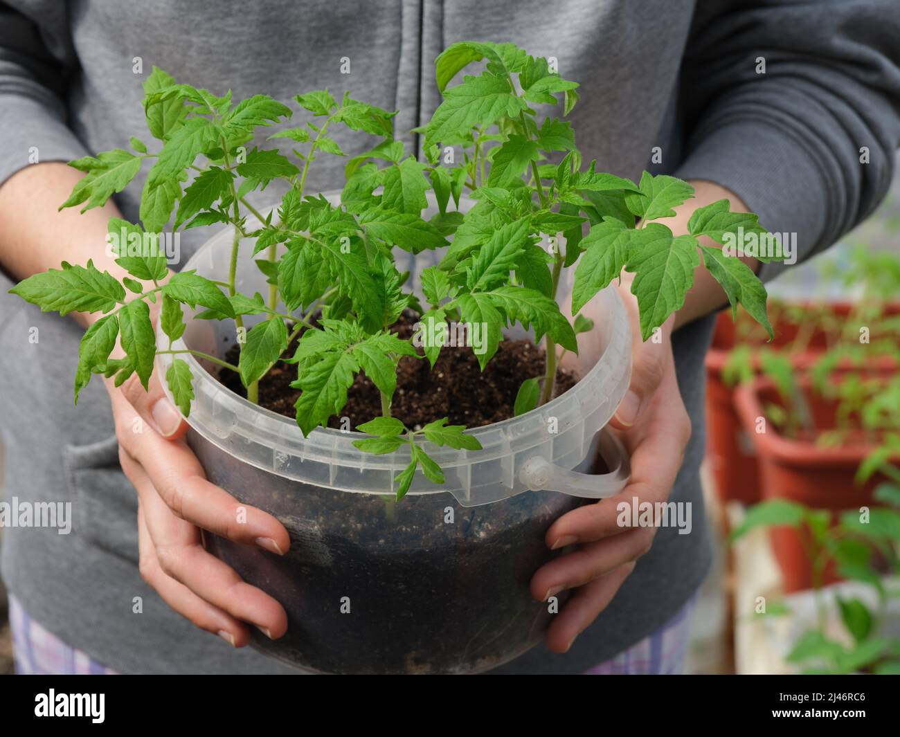 Une femme tenant un seau avec une plantule de tomate en elle. Gros plan. Banque D'Images
