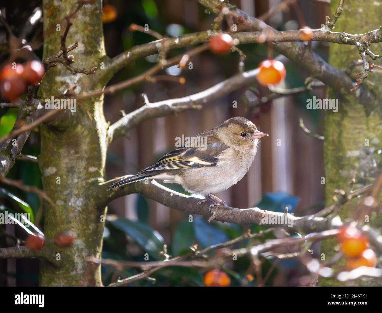 Gros plan d'un oiseau de chaffin femelle assis dans un pommier Banque D'Images