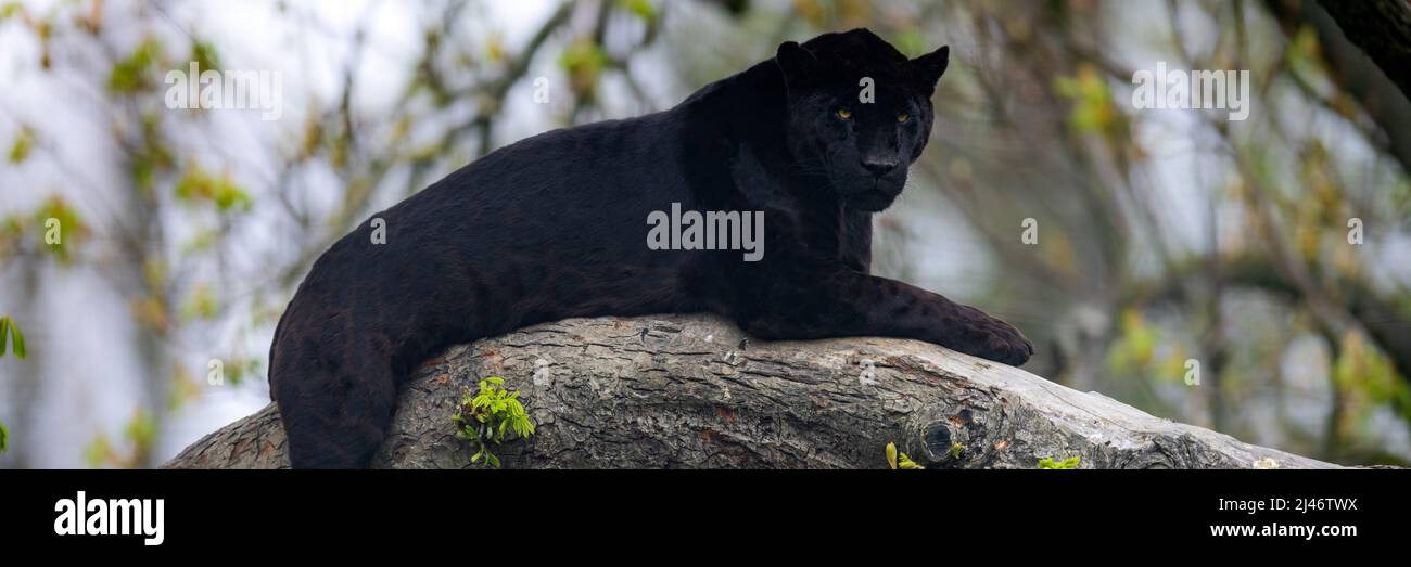 Une jaguar noire qui dorme sur l'arbre Banque D'Images