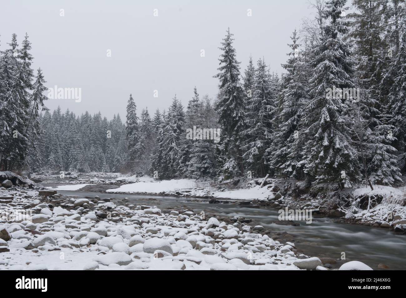 Paysage forestier d'hiver avec ruisseau, galets et forêt d'épinette couverte de neige Banque D'Images