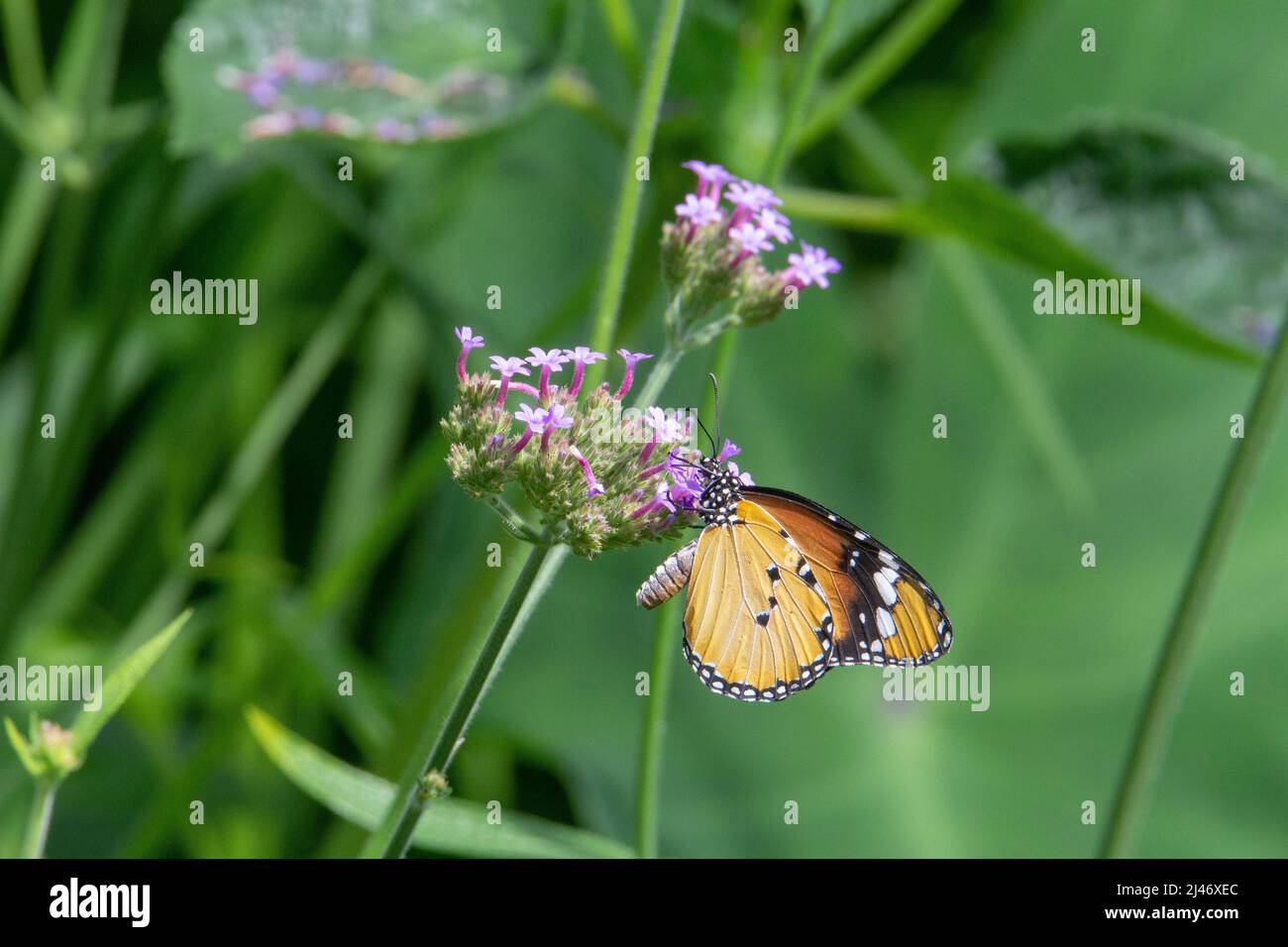 Papillon de tigre (Danaus chrysippus chrysippus) à l'envers avec des ailes fermées se nourrissant de petites fleurs violettes isolées de vert tropical Banque D'Images