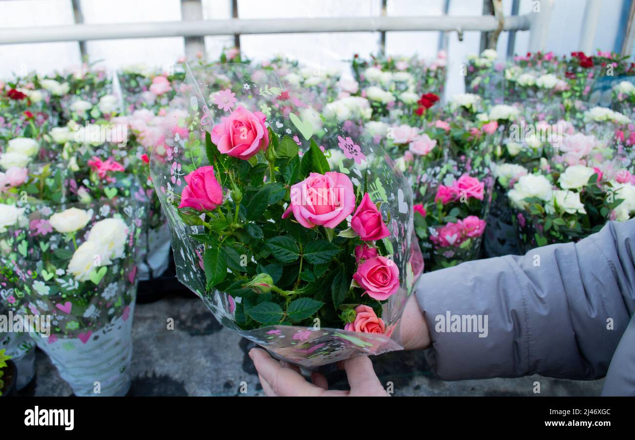 Moscou, Russie, février 2022 : les mains tiennent des roses roses de brousse enveloppées dans du papier cadeau dans un pot de fleurs. Vente à la fleuriste. Banque D'Images