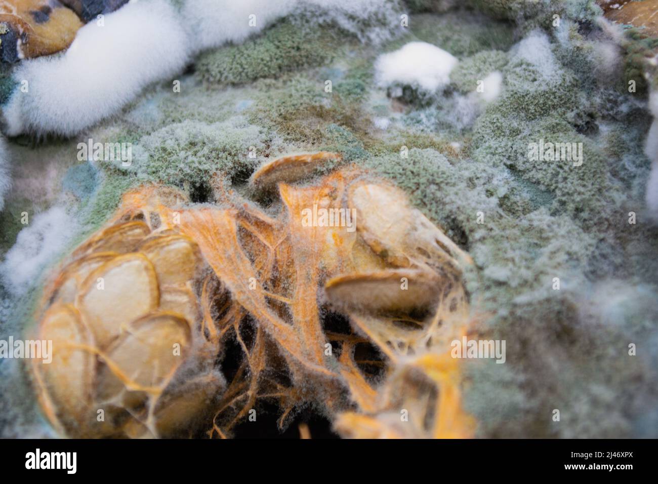 Gros plan de moisissure verte, bleue et blanche poussant sur une citrouille pourrie avec des graines au milieu. Banque D'Images