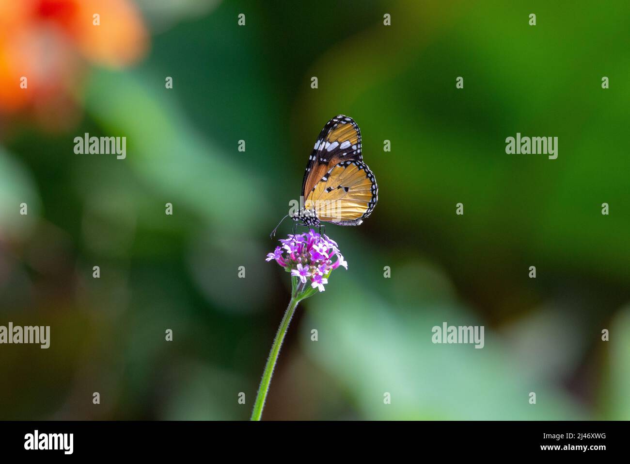 Papillon à tigre nu (Danaus chrysippus chrysippus) avec ailes fermées se nourrissant de petites fleurs violettes verticales isolées de feuilles vertes tropicales Banque D'Images