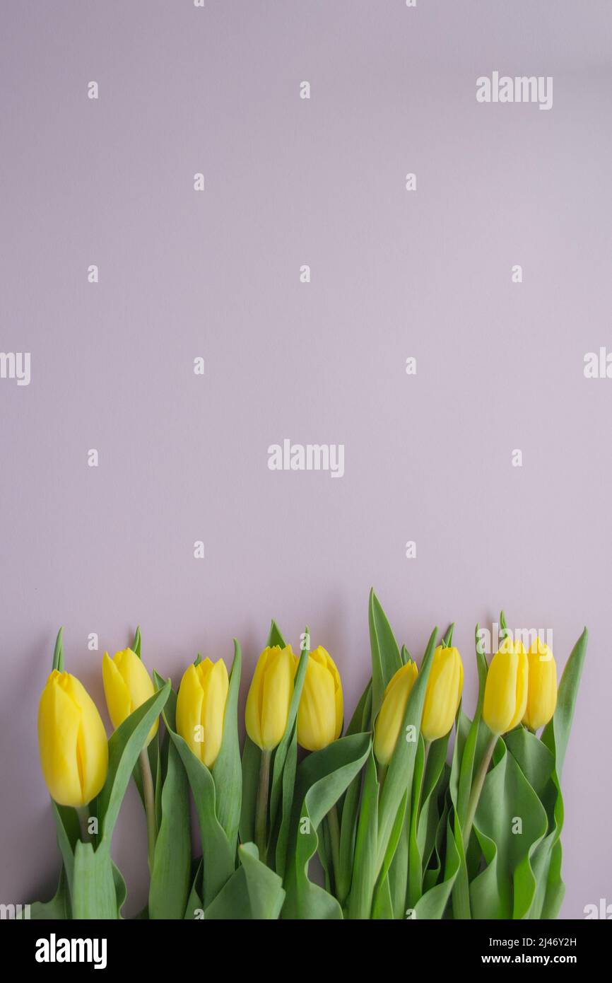 Tulipes jaunes sur fond lilas. Copier l'espace. Le concept d'un printemps, de voeux, d'anniversaire. Image verticale. Banque D'Images