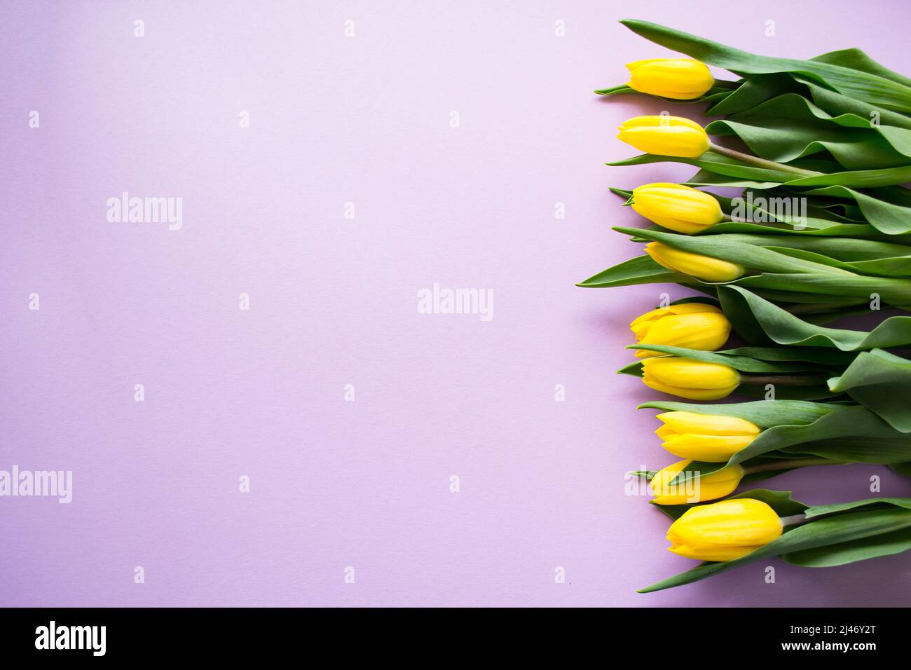 Tulipes jaunes sur fond lilas. Copier l'espace. Le concept d'un printemps, de voeux, d'anniversaire. Banque D'Images