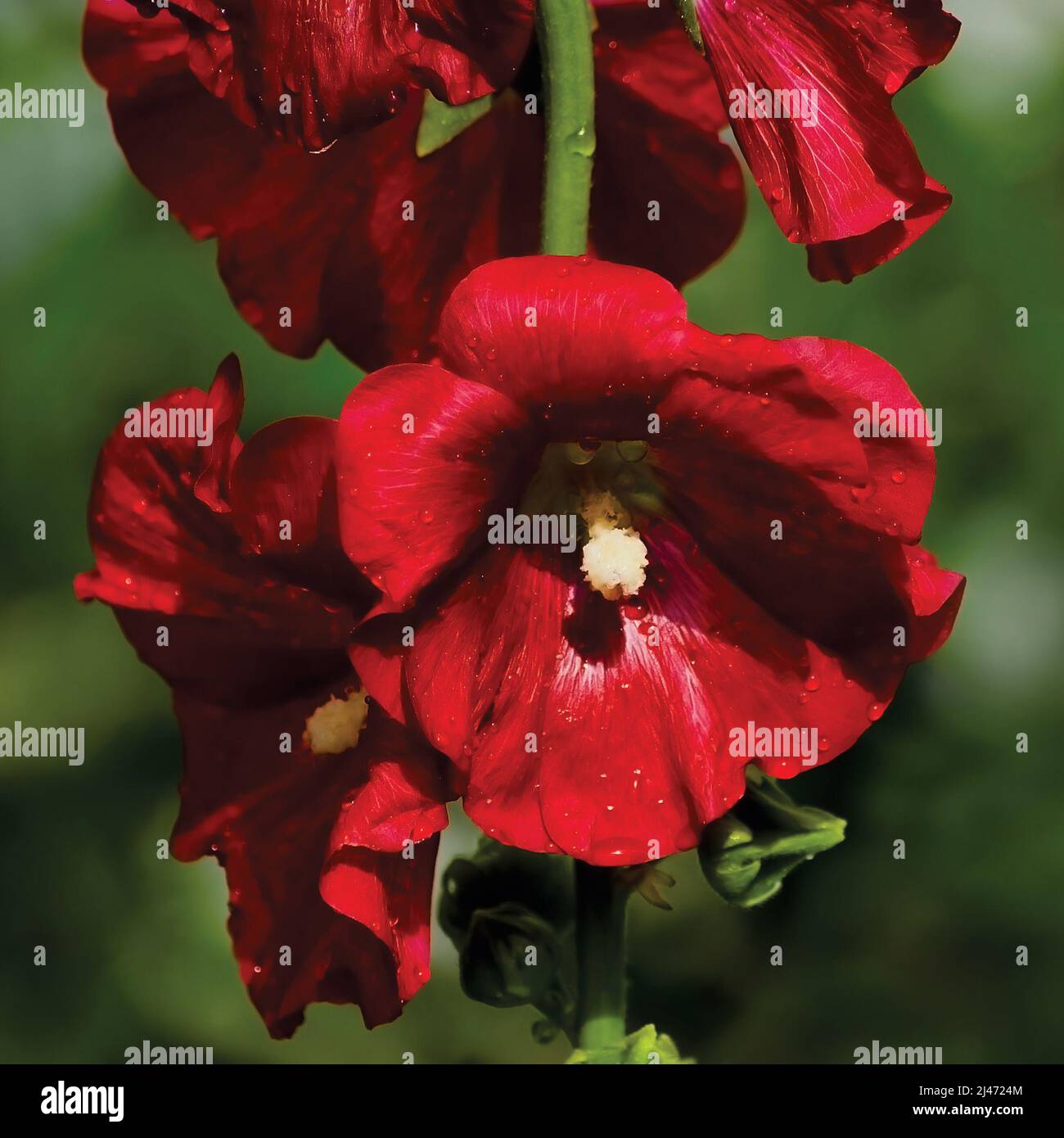 Commun hollyhock alcea rosea, fleur rouge profond têtes, tige verticale et gouttes de pluie, grand détail horizontal ensoleillé macro gros plan Banque D'Images