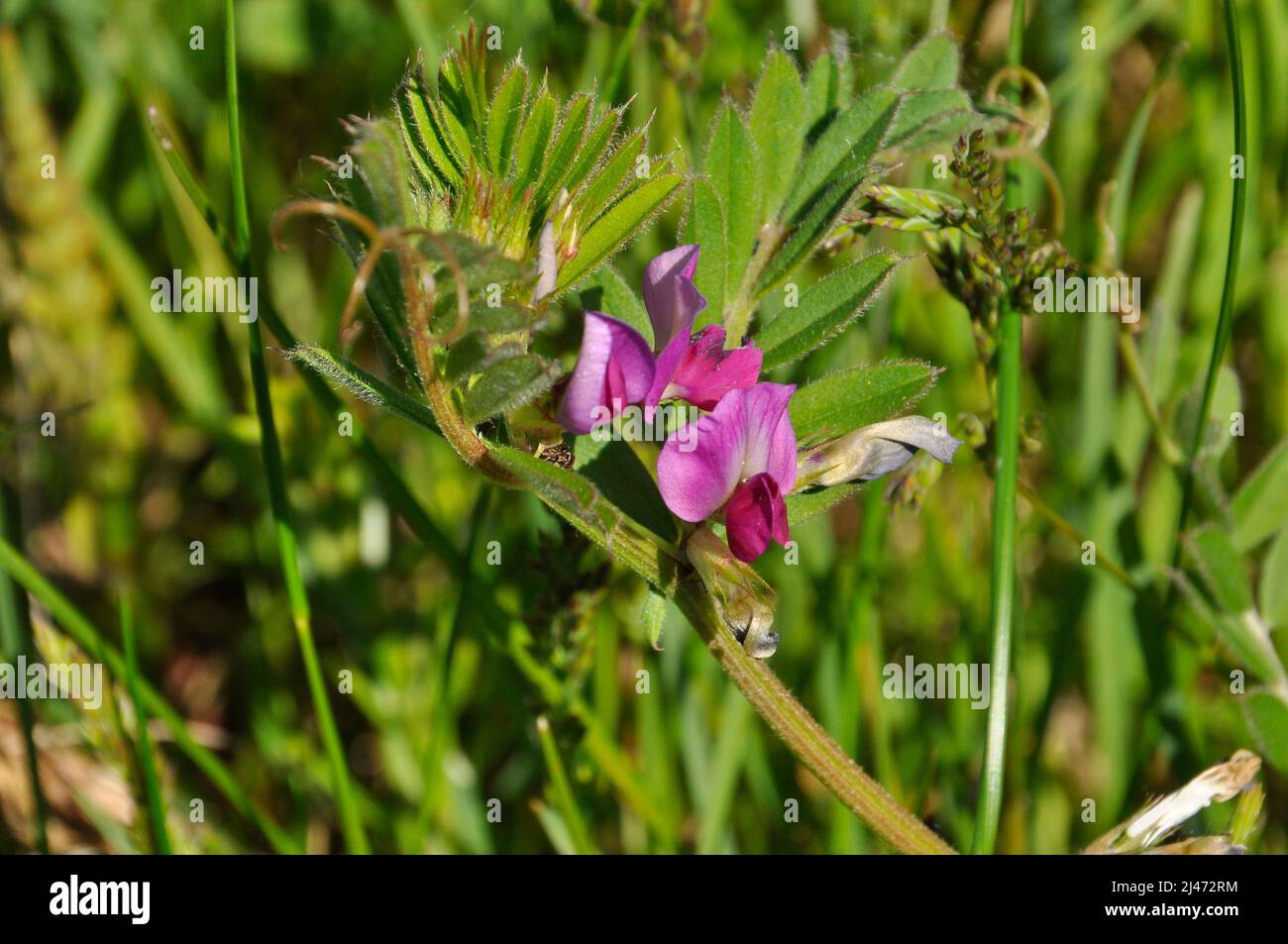 Vetch commune 'Vicia sativa', une plante broussante avec de longues tiges, qui ont des tendrils bouclés sur les extrémités. Ses feuilles sont comme des ovales.Flowers pliés Banque D'Images