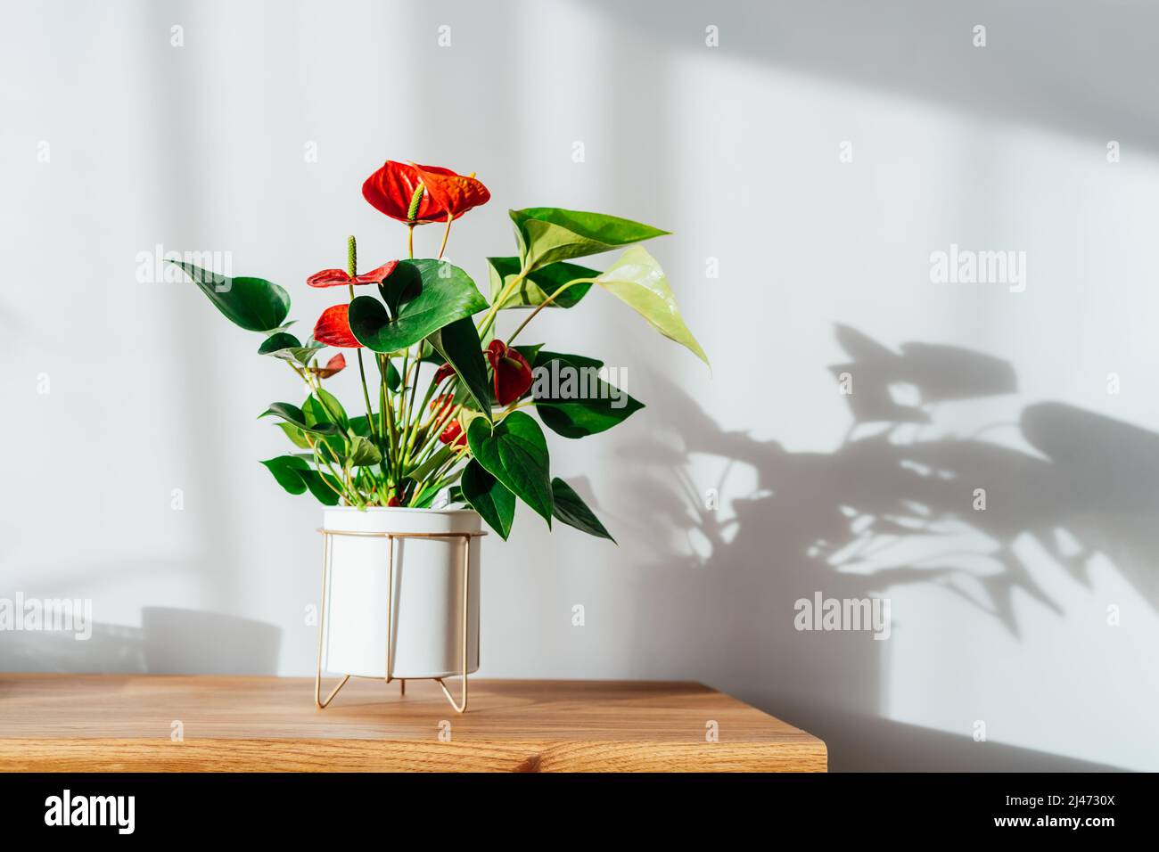 Maison rouge plante Anthurium dans un pot de fleur blanc moderne sur une console en bois sous la lumière du soleil et des ombres sur un mur gris blanc. La Biophilie en lecture minimaliste Banque D'Images Maison rouge plante Anthurium dans un pot de fleur blanc moderne sur une console en bois sous la lumière du soleil et des ombres sur un mur gris blanc. La Biophilie en lecture minimaliste Banque D'Images