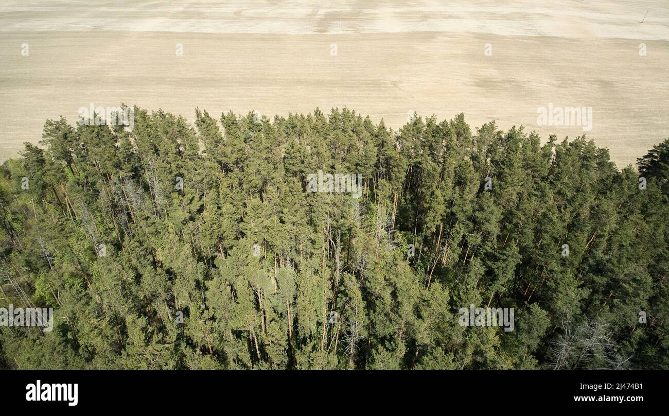 Paysage forestier avec terrain brun vide champ vue aérienne de drone Banque D'Images