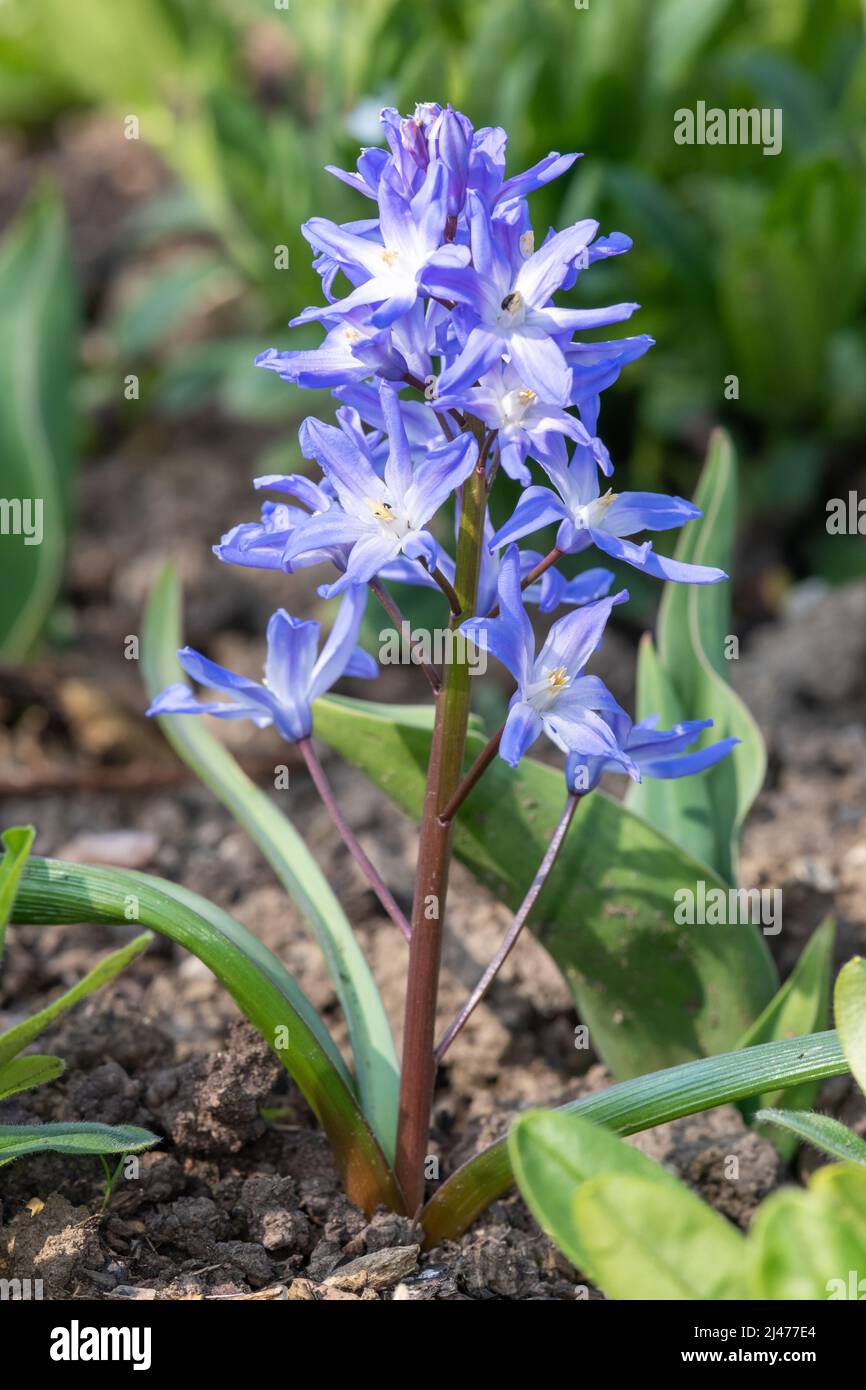 Gros plan de la gloire de la neige (scilla forbesii) fleurs en fleur Banque D'Images
