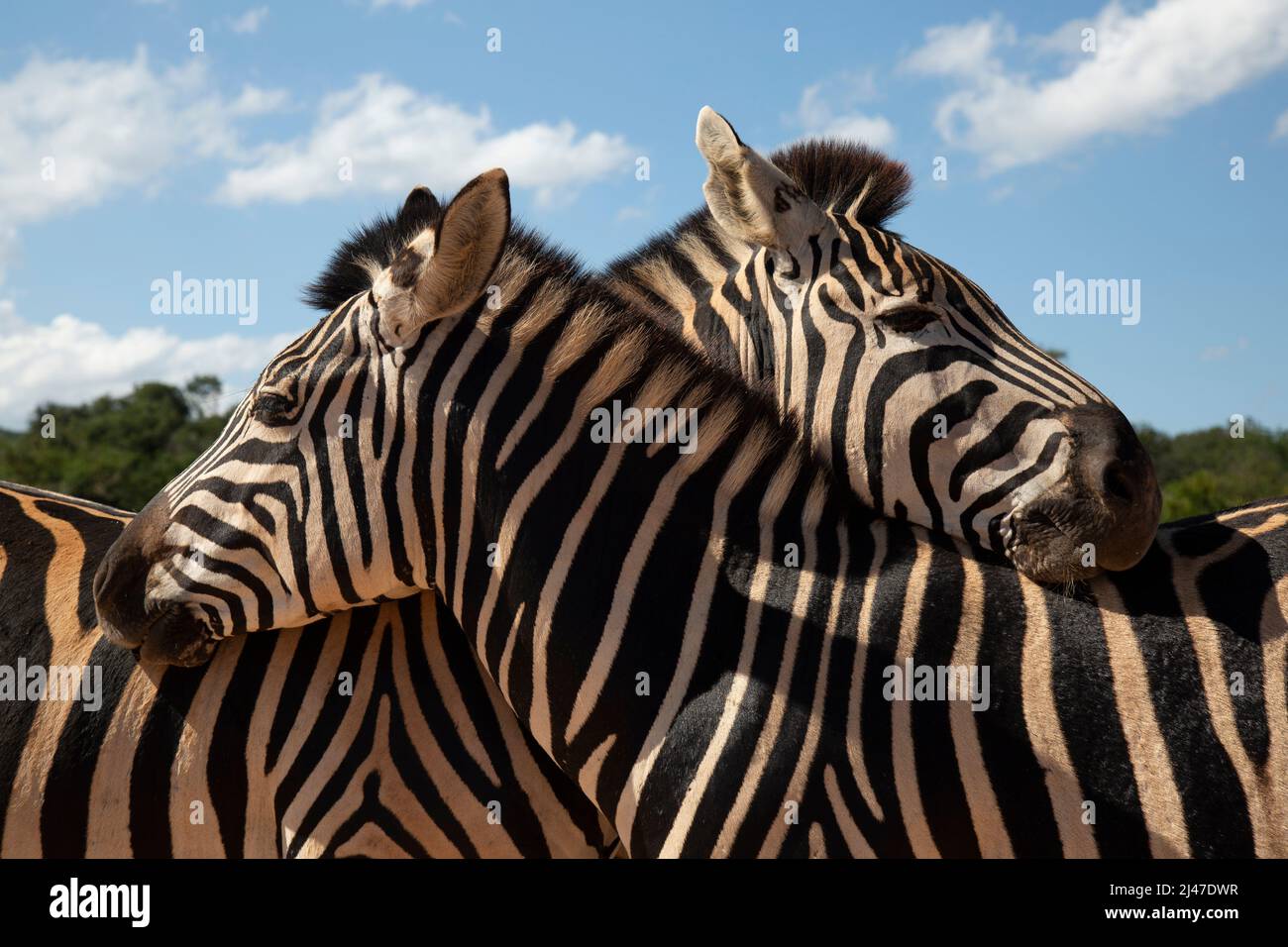 Zebra de Burchell, Equus Quagga burchelli, en Afrique du Sud. Banque D'Images