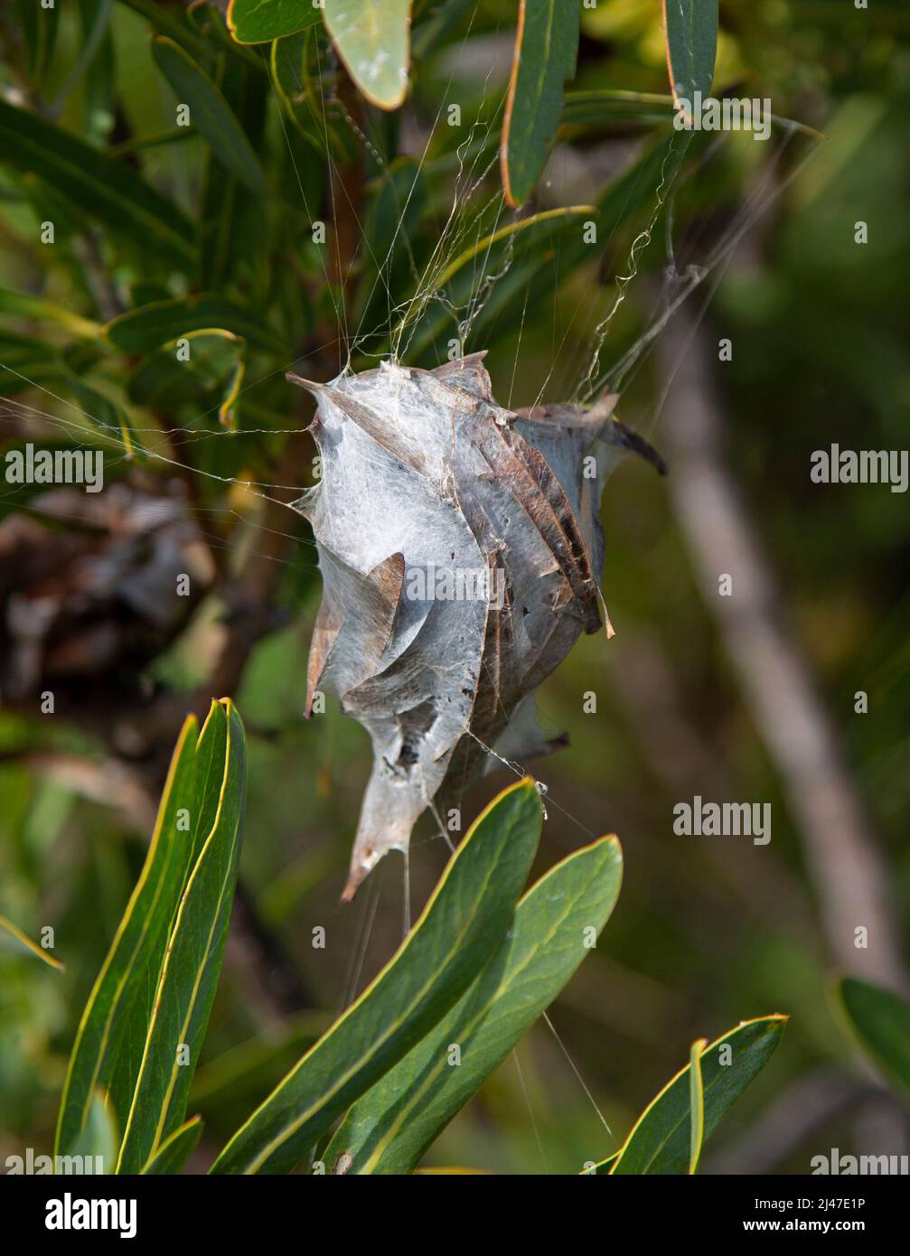 Nid de l'araignée de pluie commune, Palystes Supercycliosus, dans la végétation du cap occidental en Afrique du Sud. Banque D'Images