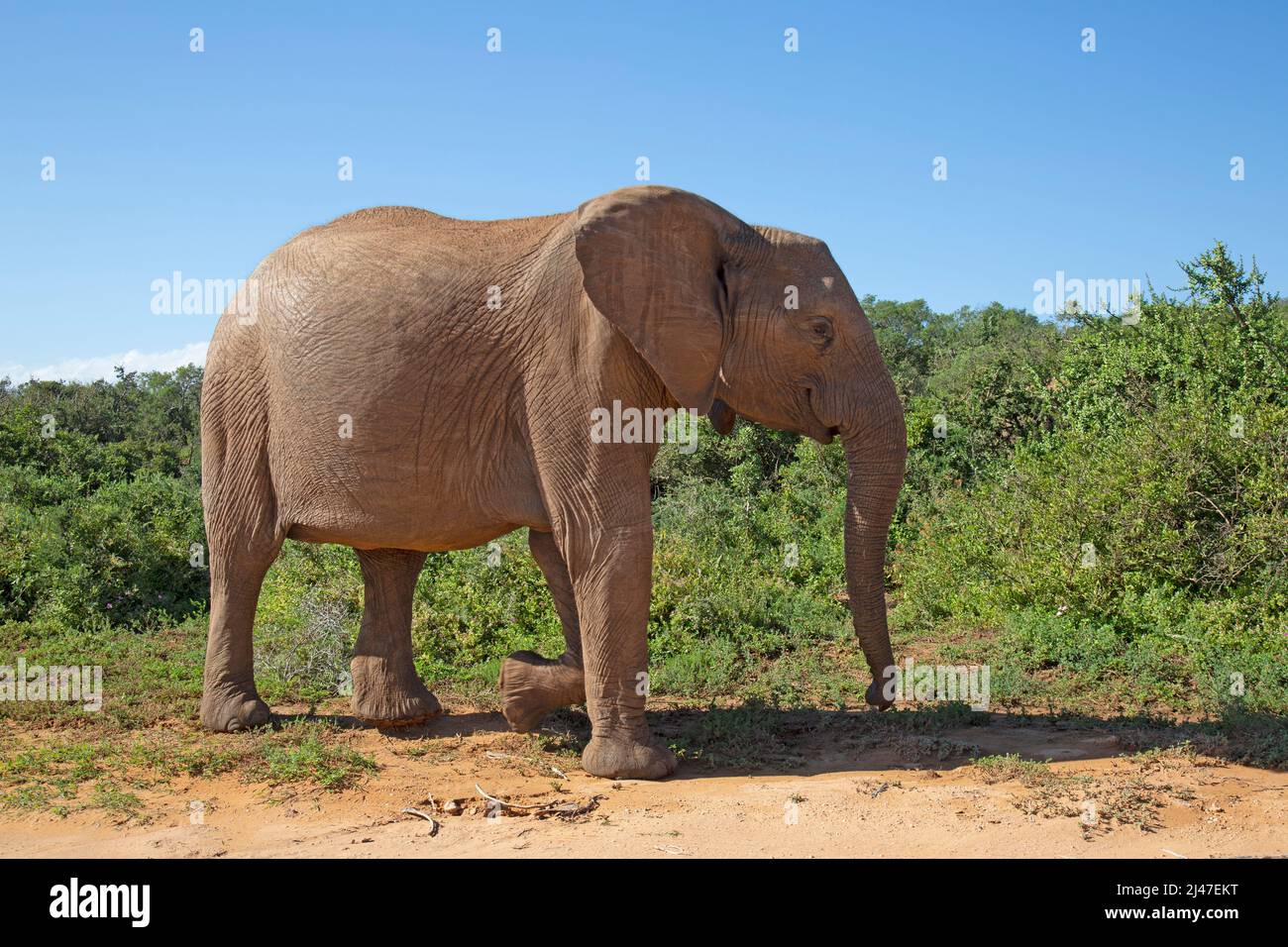 Un gros éléphant mature, dans le parc de l'éléphant d'Addo, en Afrique du Sud. Banque D'Images