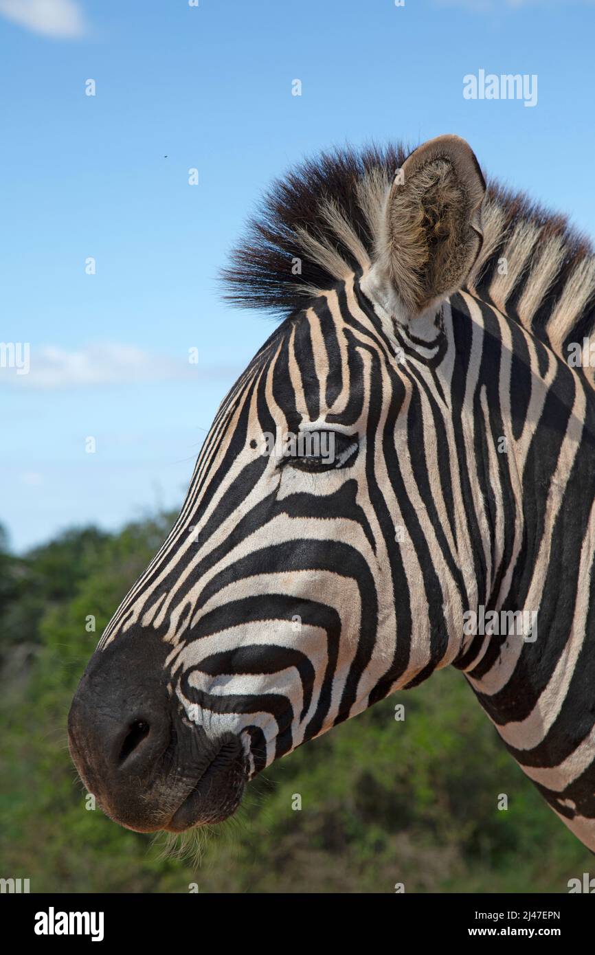 Un zèbre de Burchell au parc des éléphants d'Addo, Afrique du Sud. Banque D'Images