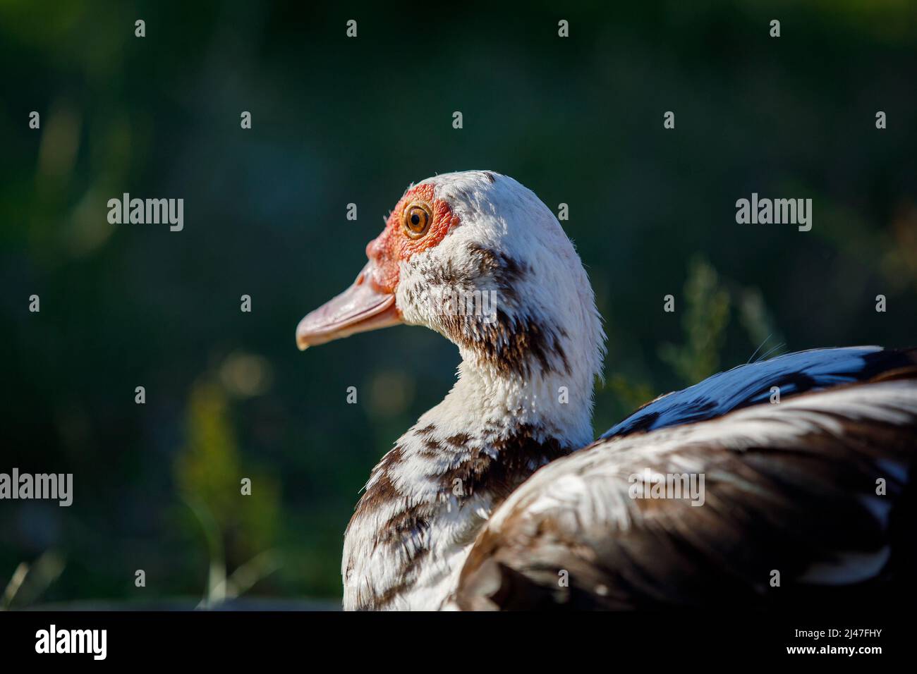 Portrait d'un canard musqué par l'arrière, sur fond vert foncé. Banque D'Images