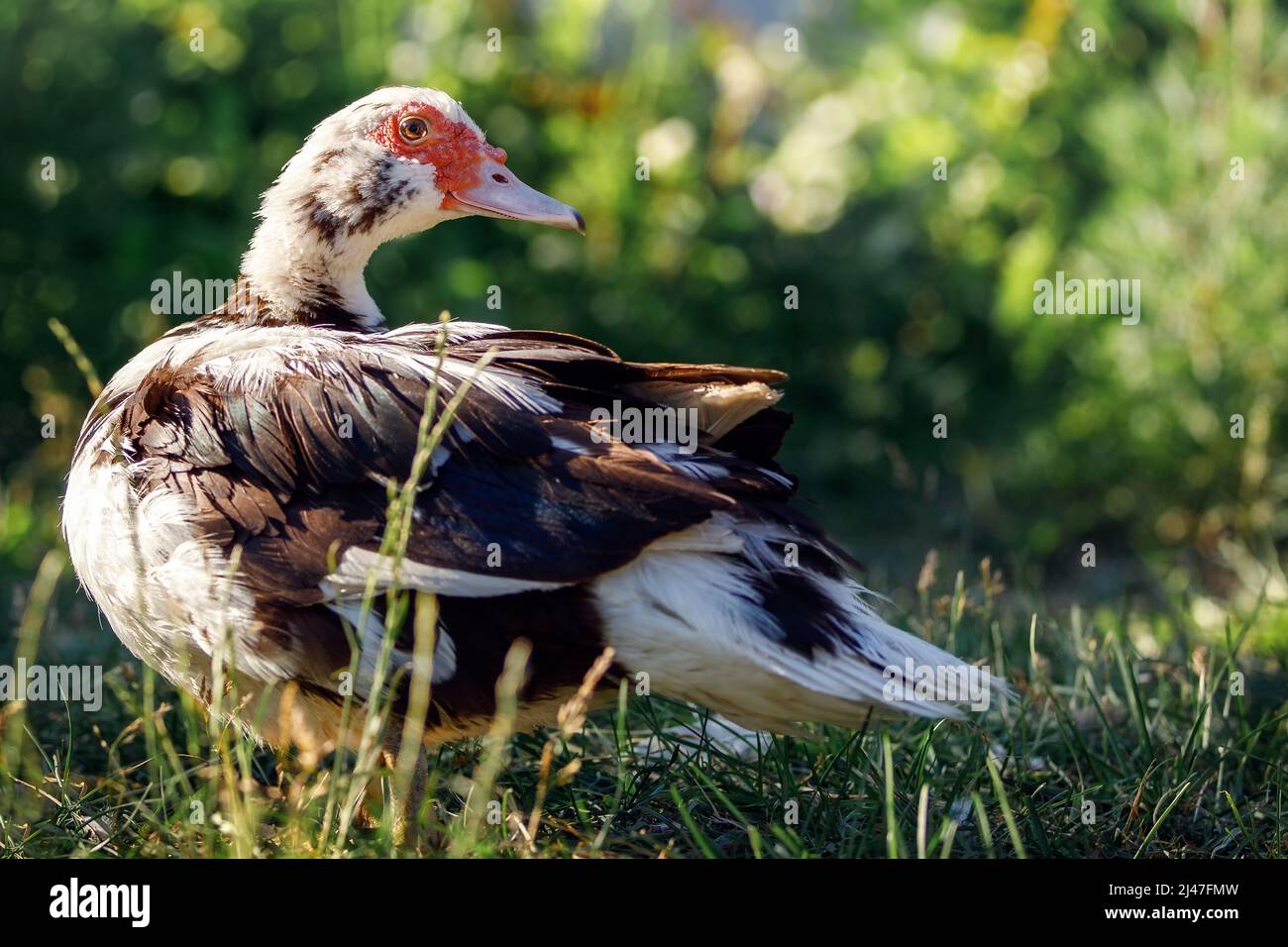 La femelle de canard brun avec une tache rouge bosselée de chair par ses yeux et le bec est debout sur l'herbe verte avec des arbustes flous en arrière-plan. Banque D'Images