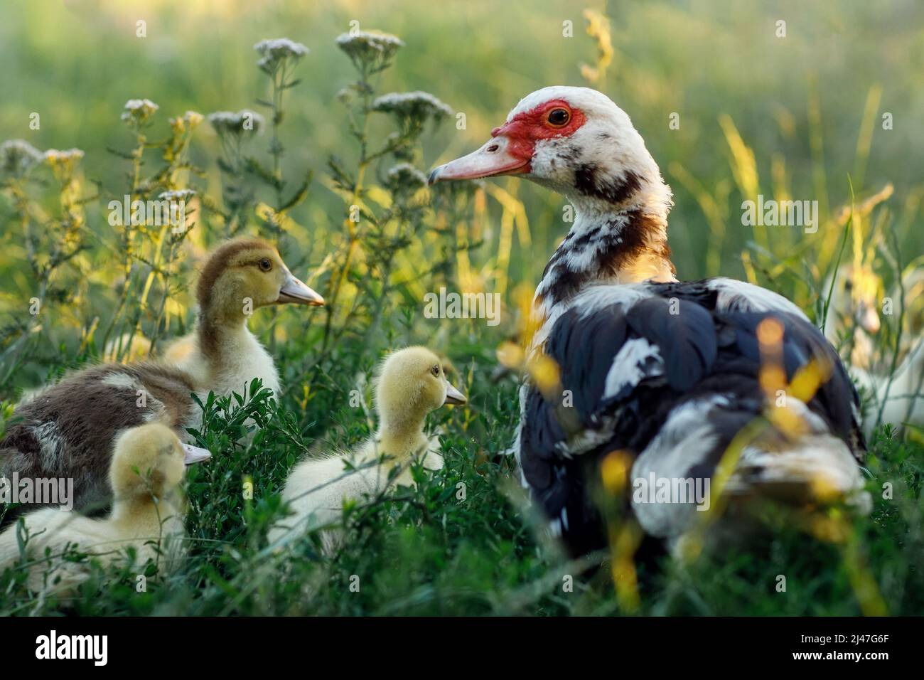 Un canard musqué dans une prairie verte enseigne à ses enfants à connaître l'environnement. Banque D'Images