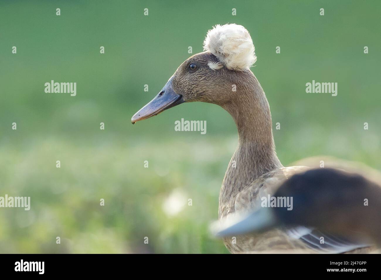 Portrait d'un canard à crête. Vue en gros plan sur le canard colvert à crête. Lophonetta spécularioides. Banque D'Images