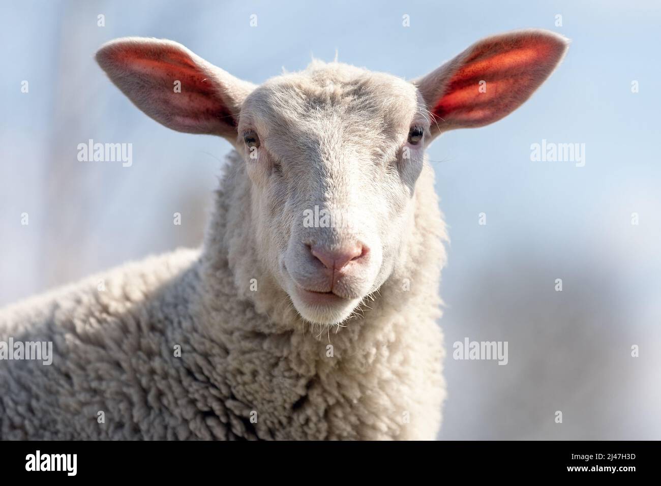 Gros plan d'un mouton depuis le devant avec lumière du soleil, oreilles roses translucides sur fond de ciel bleu Banque D'Images