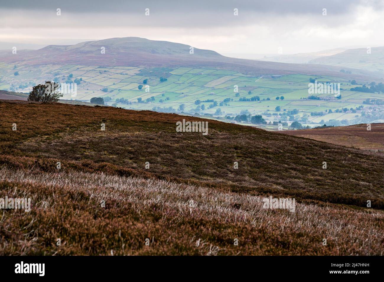 Royaume-uni, Angleterre, dans le Yorkshire. Septembre bruyère dans les Yorkshire Dales. Le brûlage dirigé pour stimuler la nouvelle croissance pour le tétras du Canada. Banque D'Images