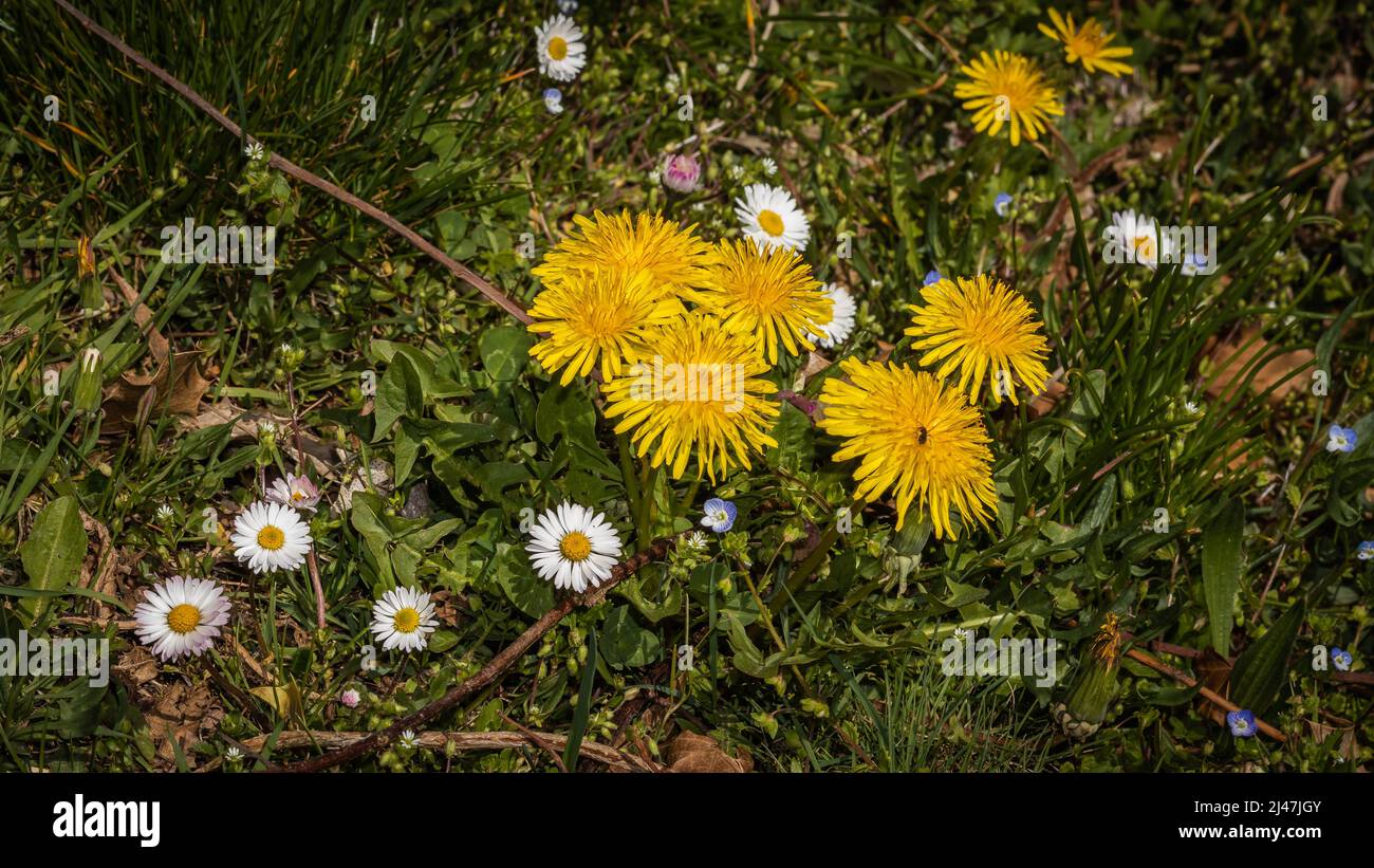 Pissenlit jaune dans le jardin Banque D'Images