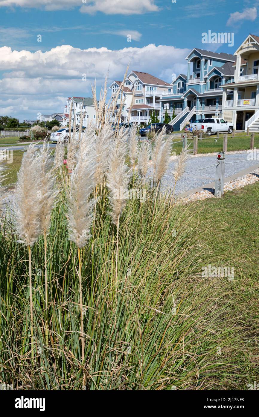 Maisons d'herbe de la pampa Banque de photographies et d'images à haute  résolution - Alamy