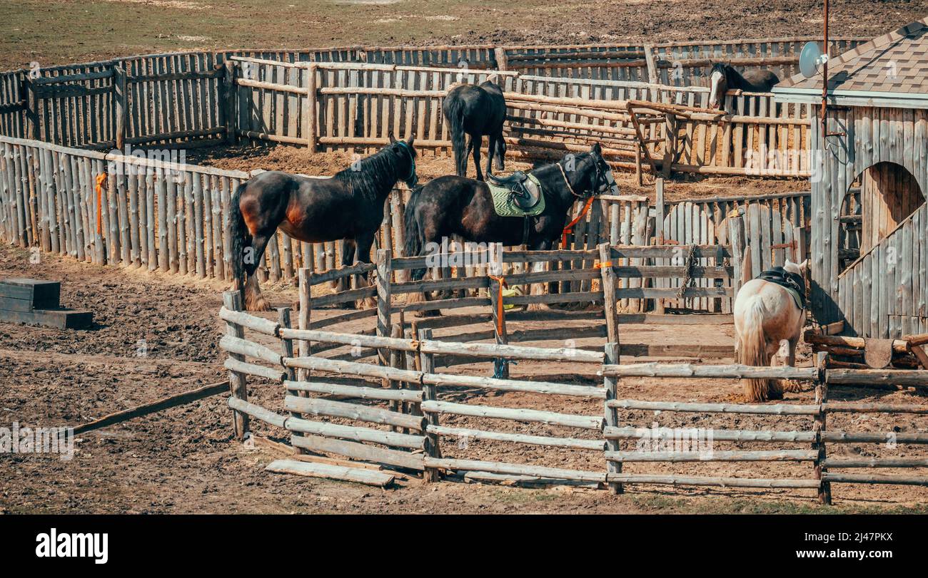 Stable avec clôture en bois, chevaux dans le paddock, élevage de chevaux. Banque D'Images