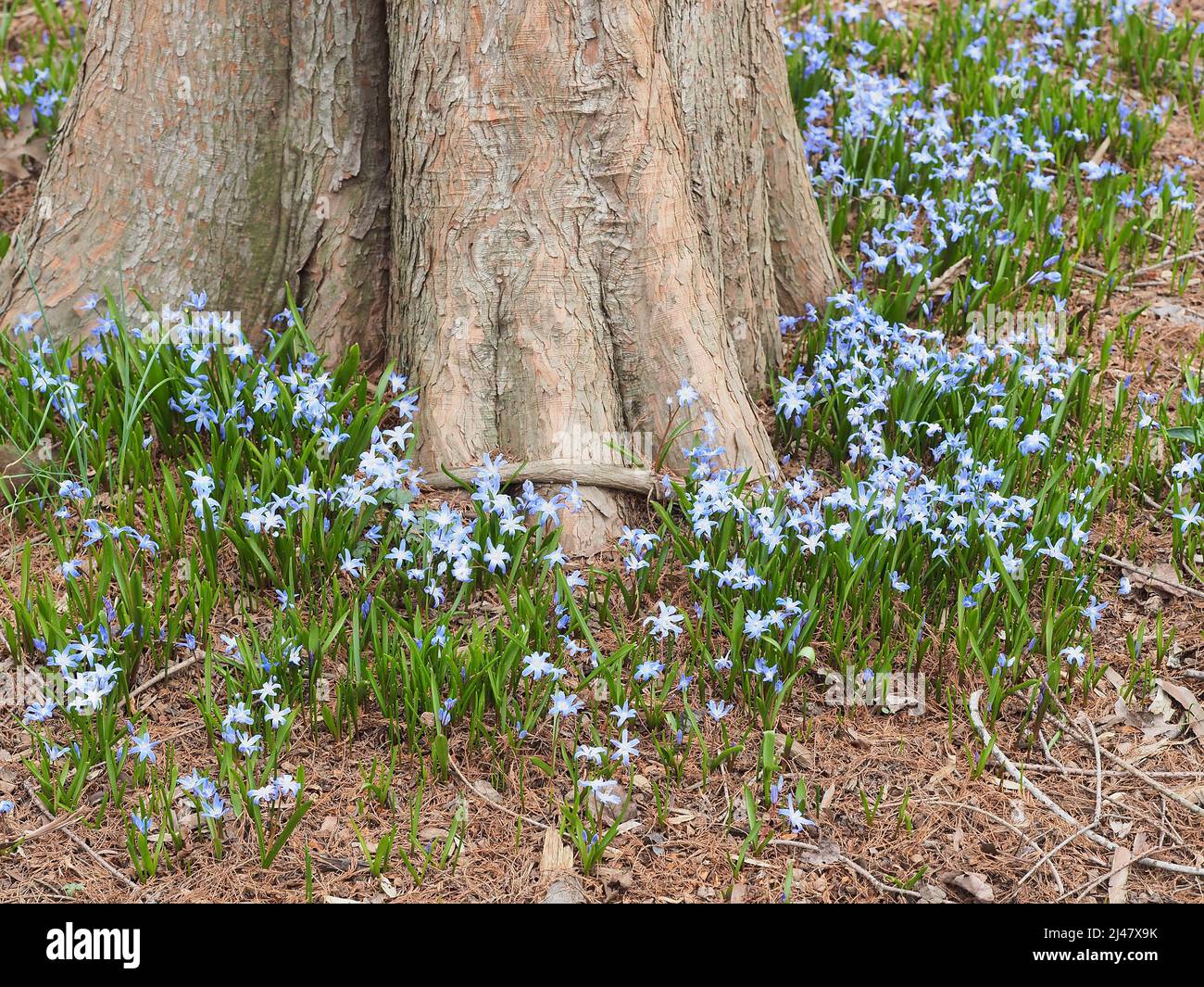 Petites fleurs bleues à la base de l'arbre Banque D'Images