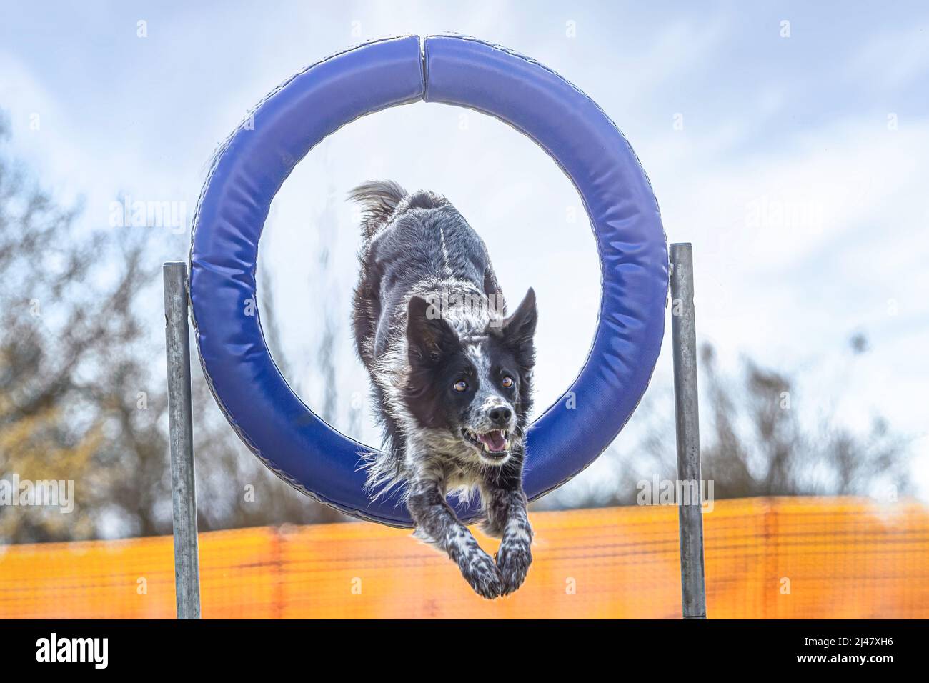 Portrait d'un chien collie border maîtrisant les obstacles dans une arène d'entraînement d'agilité extérieure Banque D'Images Portrait d'un chien collie border maîtrisant les obstacles dans une arène d'entraînement d'agilité extérieure Banque D'Images