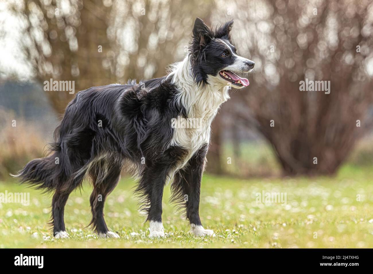 ortrait d'une frontière tricolore collie posant sur un pré à l'extérieur Banque D'Images ortrait d'une frontière tricolore collie posant sur un pré à l'extérieur Banque D'Images
