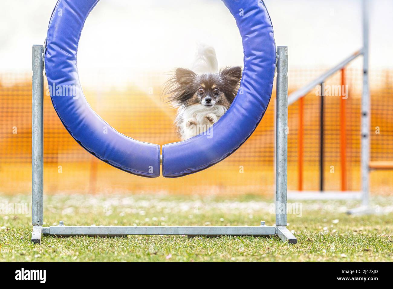 Petits chiens et entraînement d'agilité : un adorable chien de papilon maîtrisant les obstacles Banque D'Images Petits chiens et entraînement d'agilité : un adorable chien de papilon maîtrisant les obstacles Banque D'Images