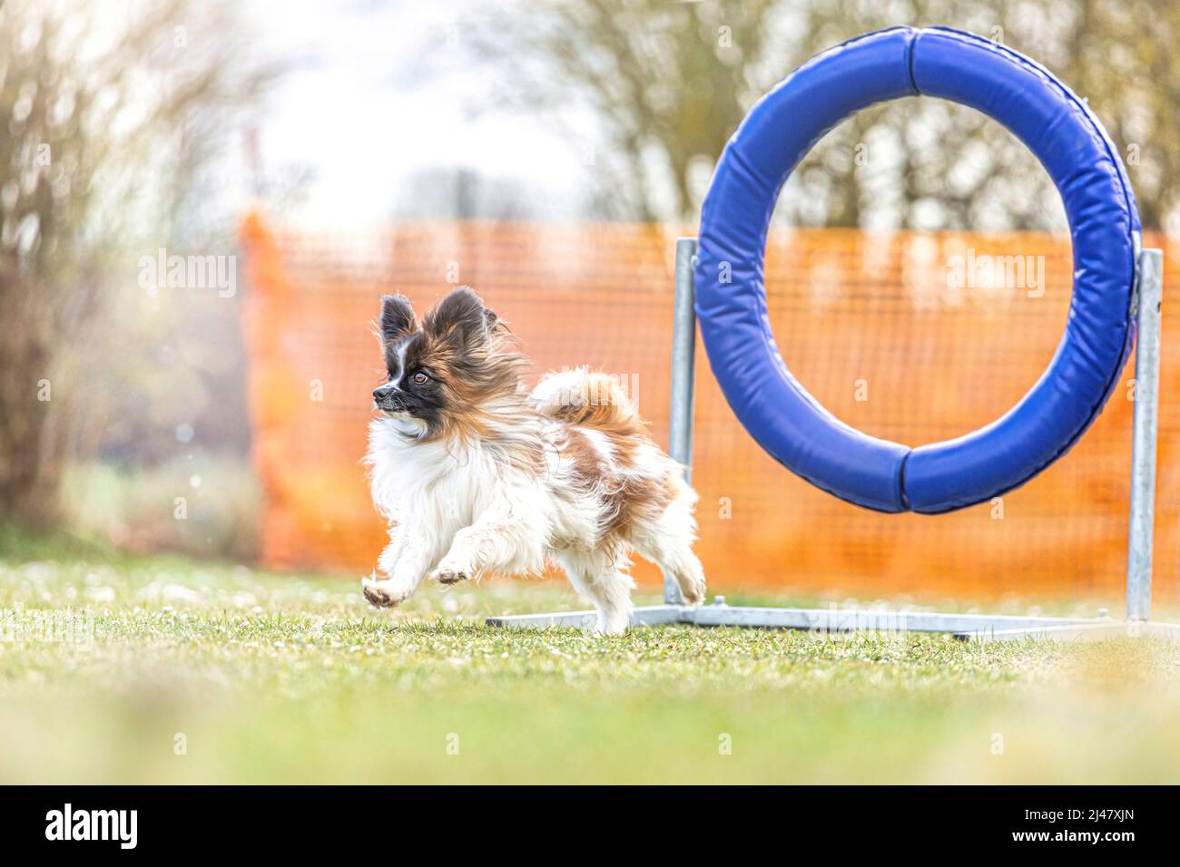 Petits chiens et entraînement d'agilité : un adorable chien de papilon maîtrisant les obstacles Banque D'Images Petits chiens et entraînement d'agilité : un adorable chien de papilon maîtrisant les obstacles Banque D'Images