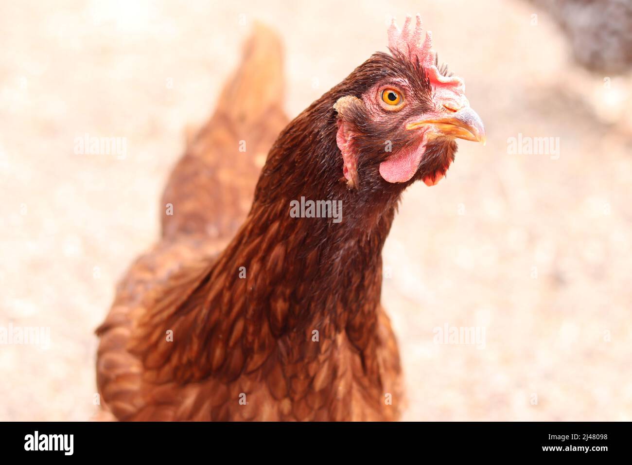 Gros plan d'un poulet rouge Rhode Island sur une ferme familiale à Gilbert, Arizona. Banque D'Images