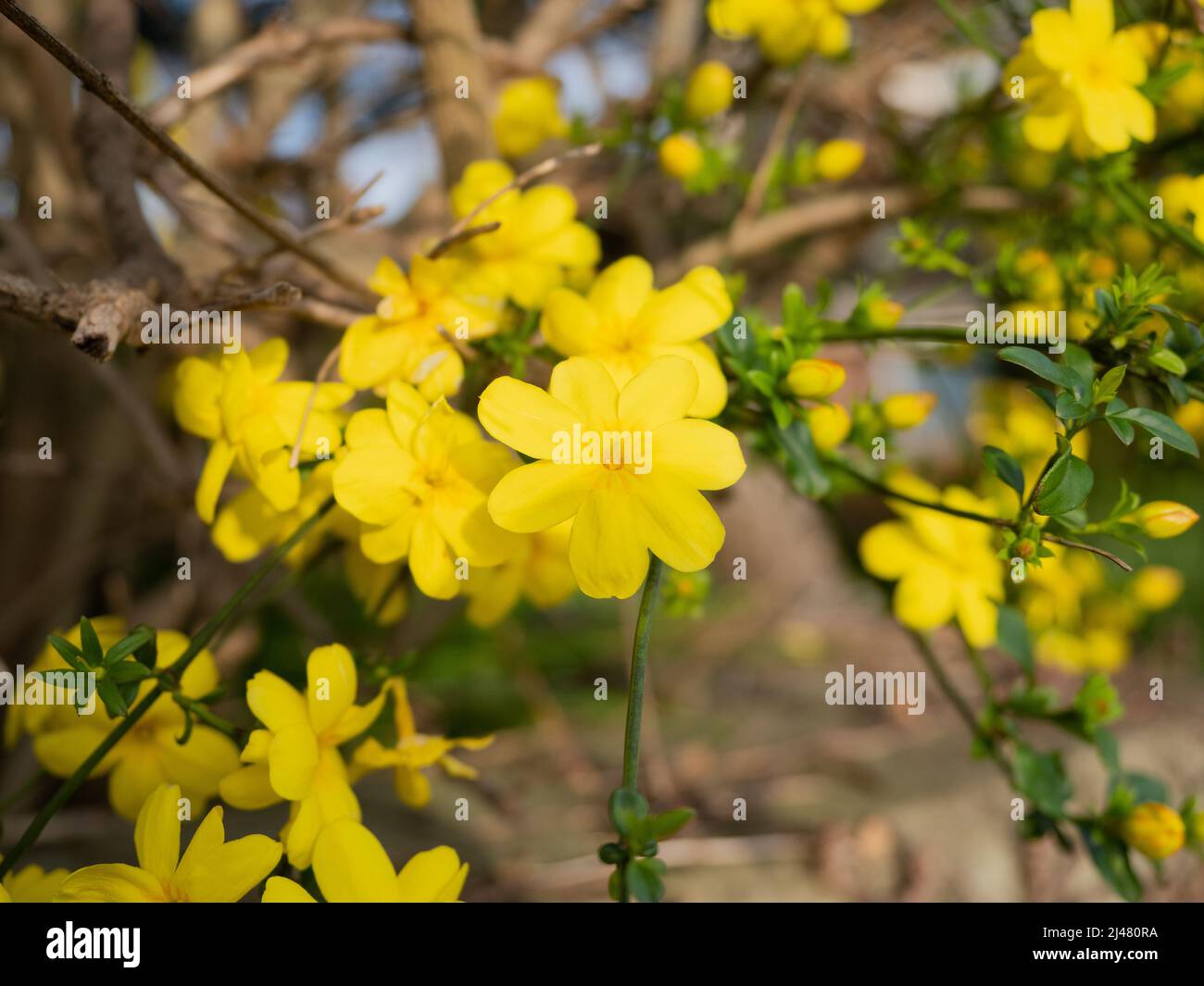 Fleurs jaunes ornementales avec feuilles vertes et brunes au lever du soleil au printemps. Banque D'Images