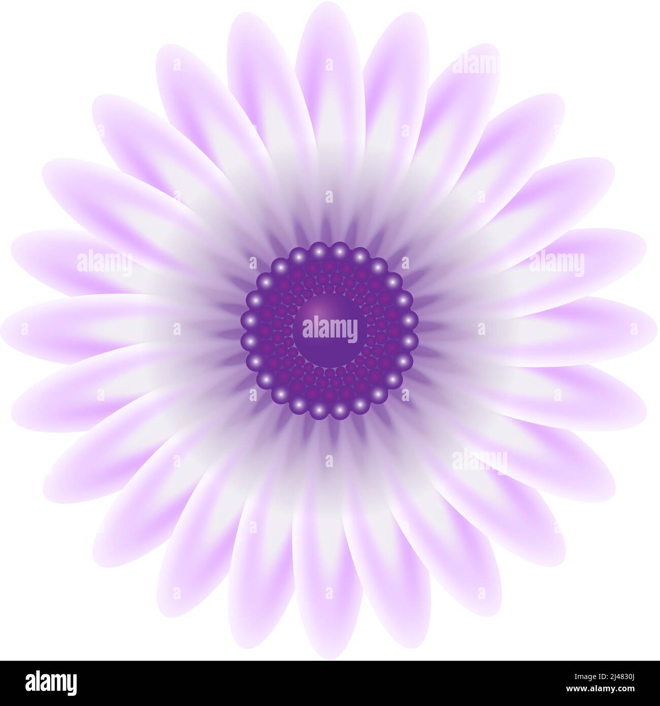 Illustration d'une fleur de pâquerette violette Illustration de Vecteur