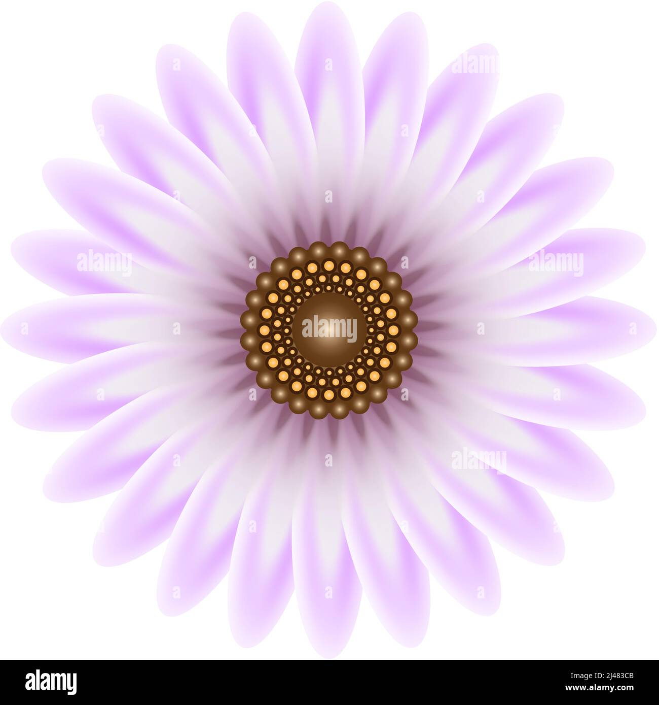 dessin de fleur de pâquerette violette Illustration de Vecteur