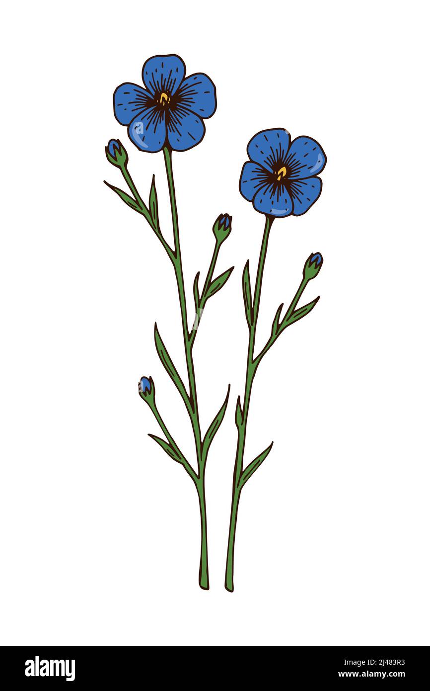Illustration vectorielle botanique colorée dessinée à la main d'un lin en fleur. Dessin d'une plante de prairie Illustration de Vecteur